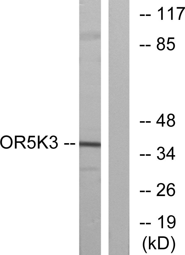 Olfactory receptor 5K3 Rabbit Polyclonal Antibody