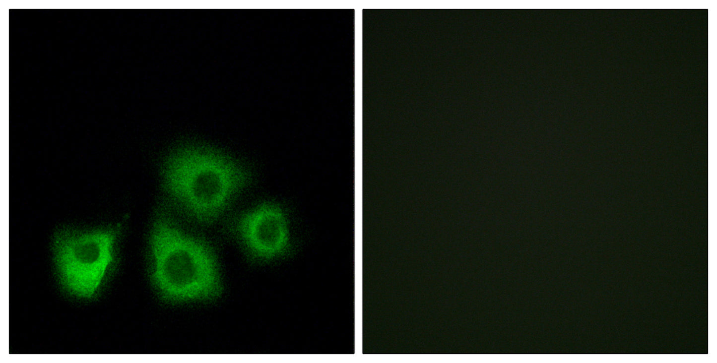 Olfactory receptor 5M1/5M10 Rabbit Polyclonal Antibody