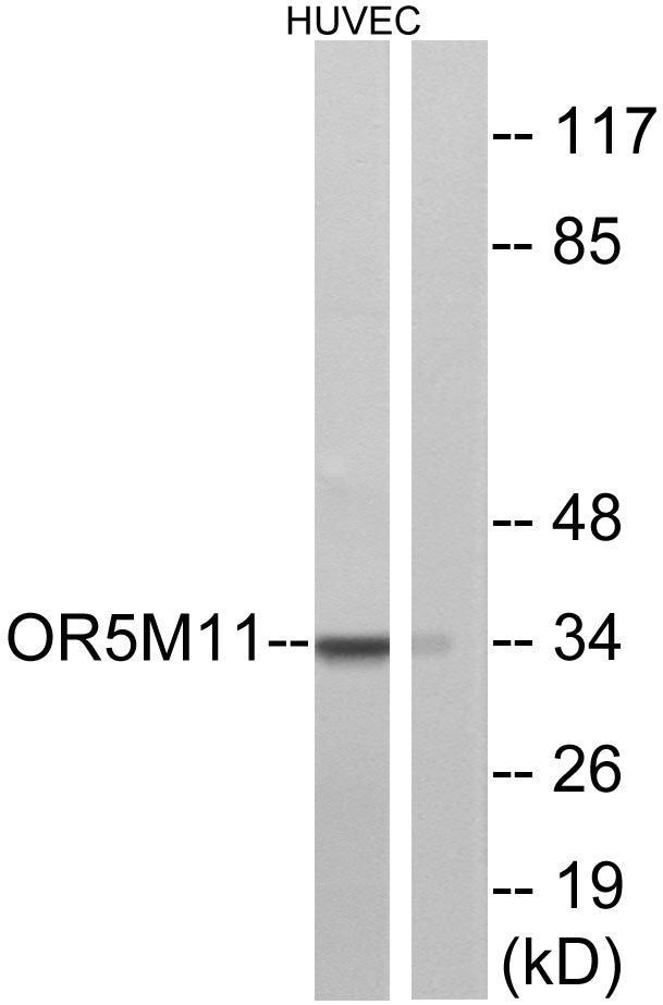 Olfactory receptor 5M11 Rabbit Polyclonal Antibody