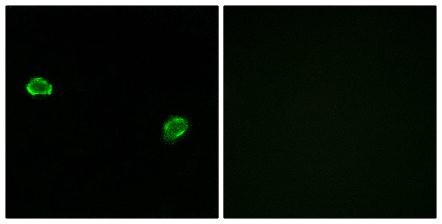 Olfactory receptor 5M3 Rabbit Polyclonal Antibody