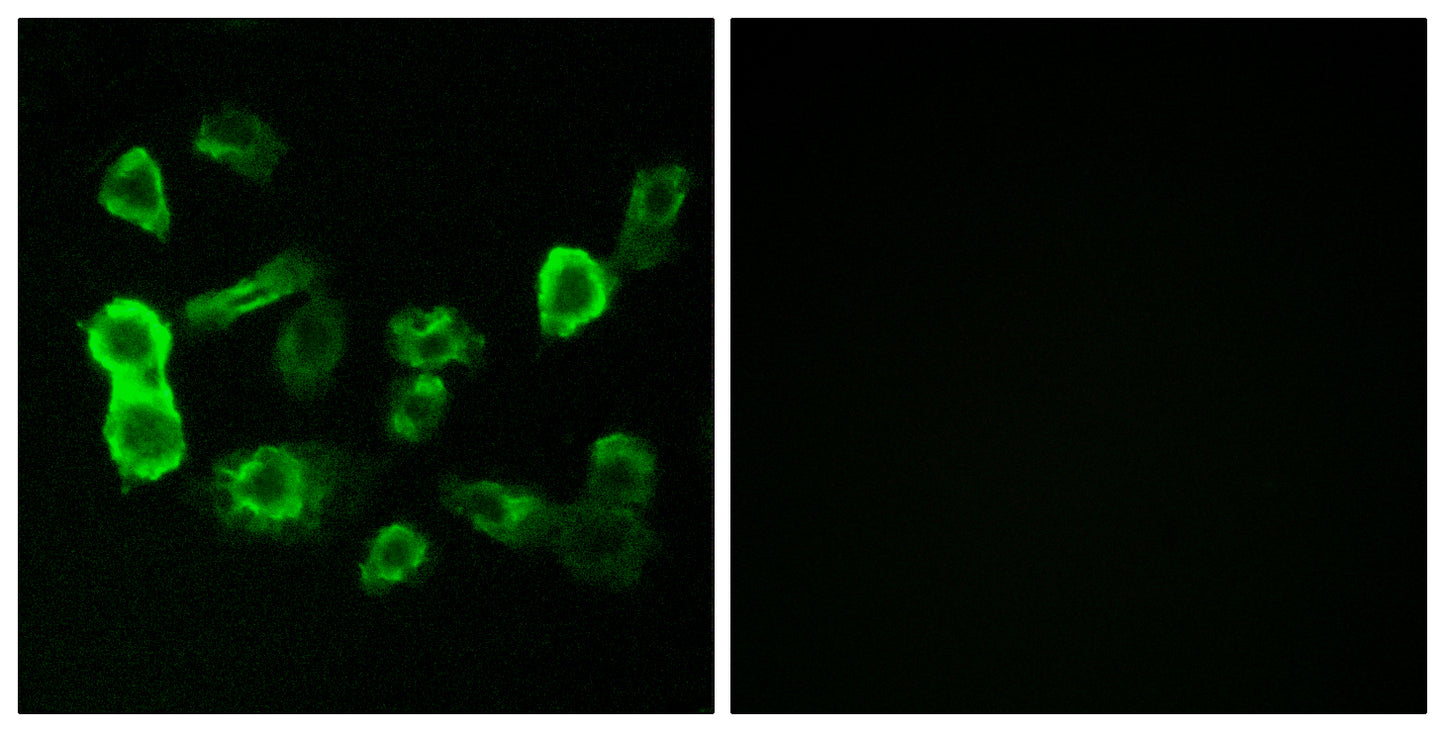 Olfactory receptor 5P2 Rabbit Polyclonal Antibody