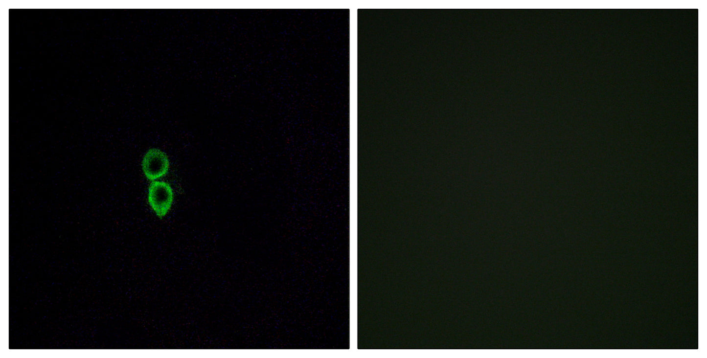 Olfactory receptor 5W2 Rabbit Polyclonal Antibody