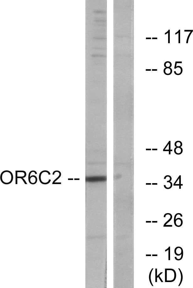 Olfactory receptor 6C2 Rabbit Polyclonal Antibody