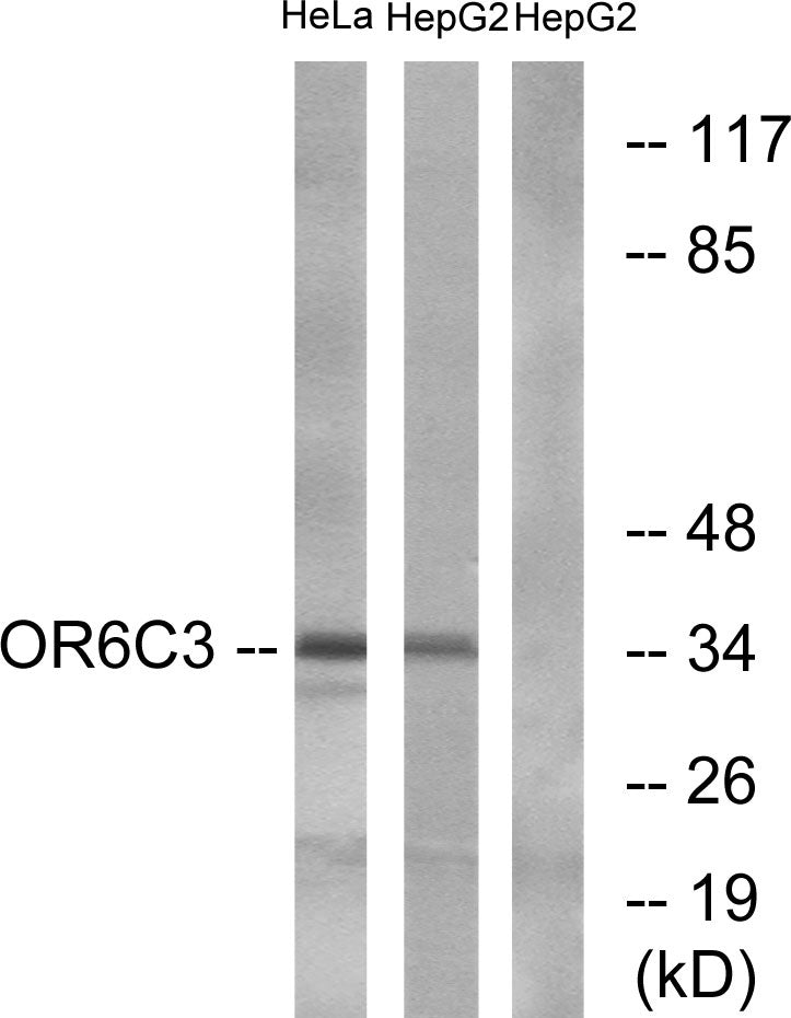 Olfactory receptor 6C3 Rabbit Polyclonal Antibody