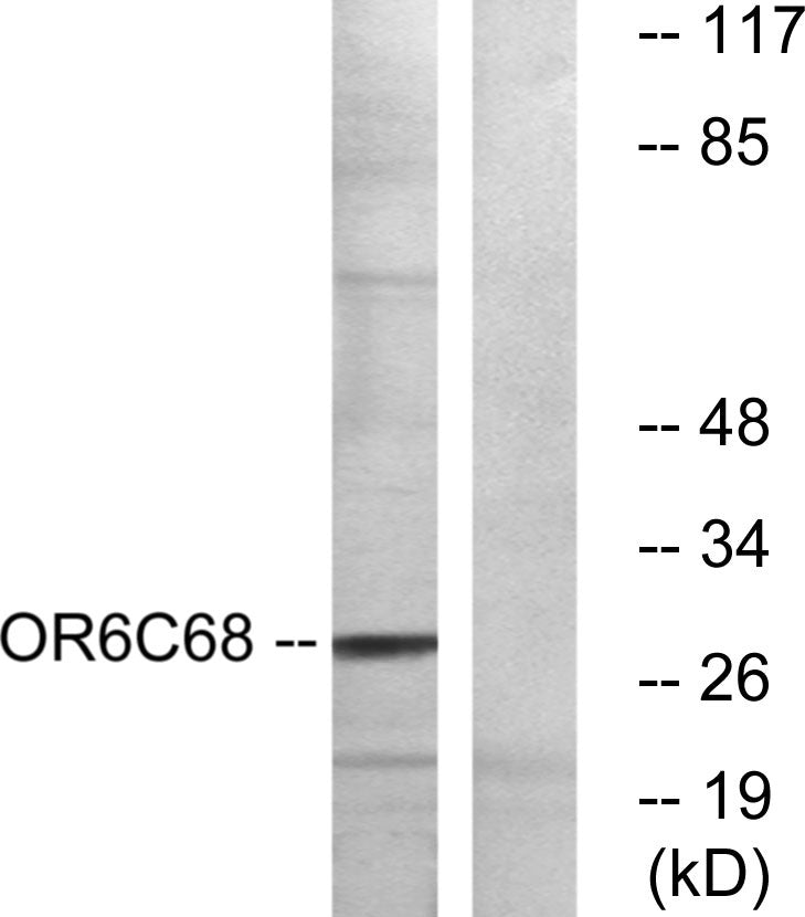 Olfactory receptor 6C68 Rabbit Polyclonal Antibody
