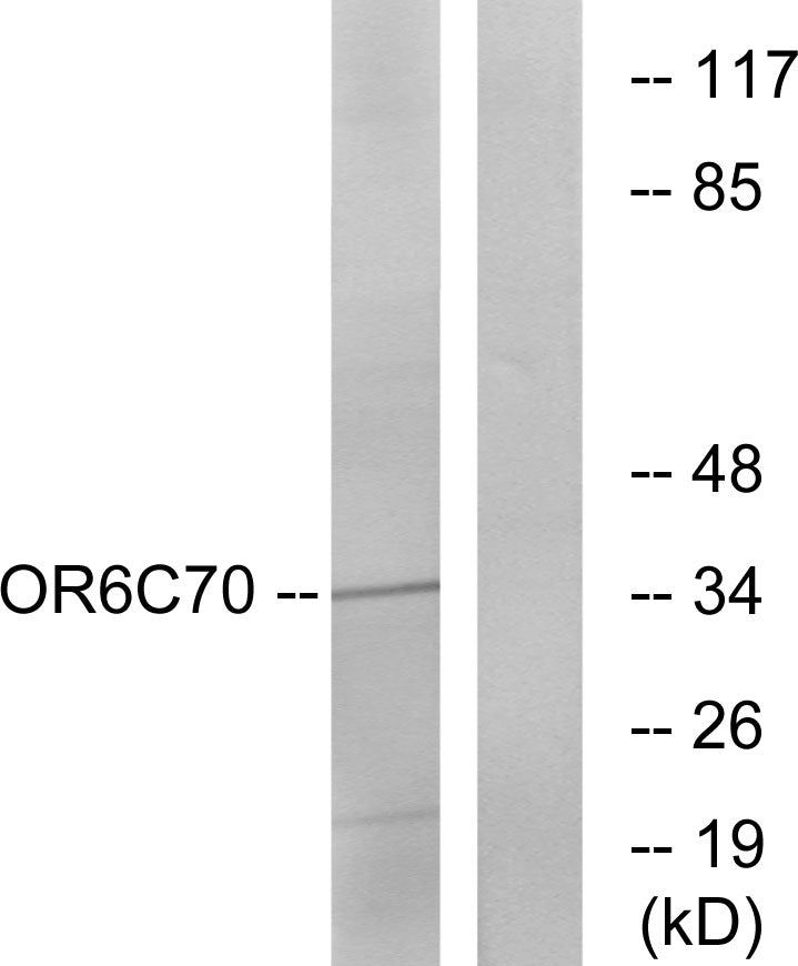 Olfactory receptor 6C70 Rabbit Polyclonal Antibody