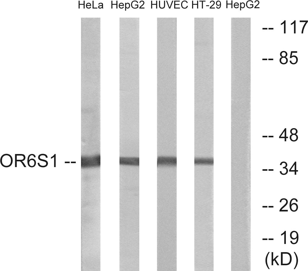 Olfactory receptor 6S1 Rabbit Polyclonal Antibody