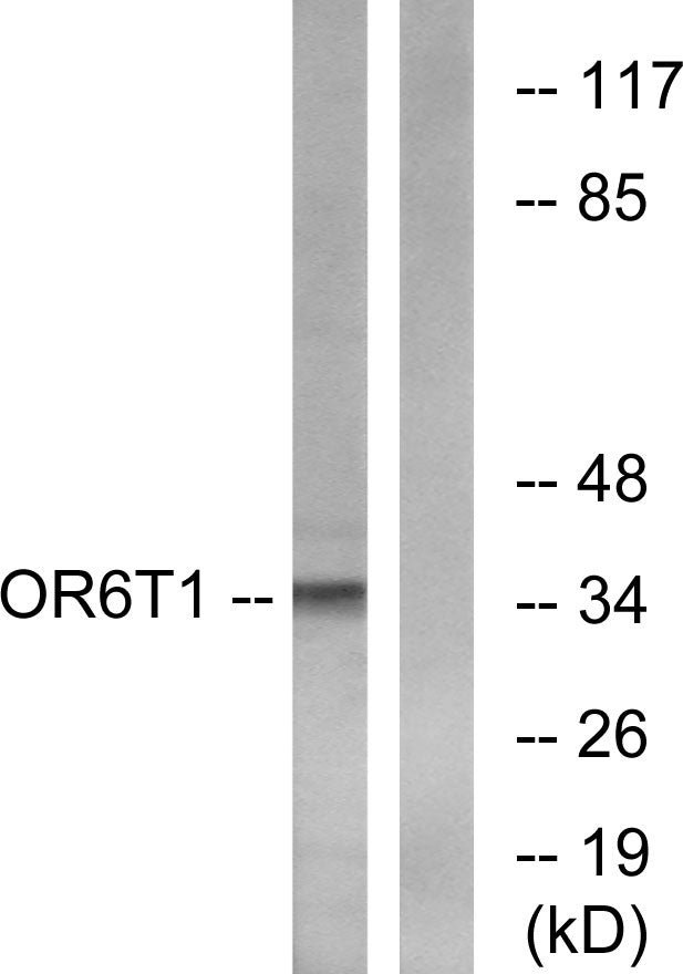 Olfactory receptor 6T1 Rabbit Polyclonal Antibody