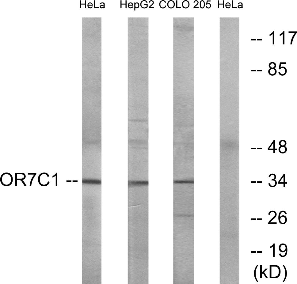 Olfactory receptor 7C1 Rabbit Polyclonal Antibody