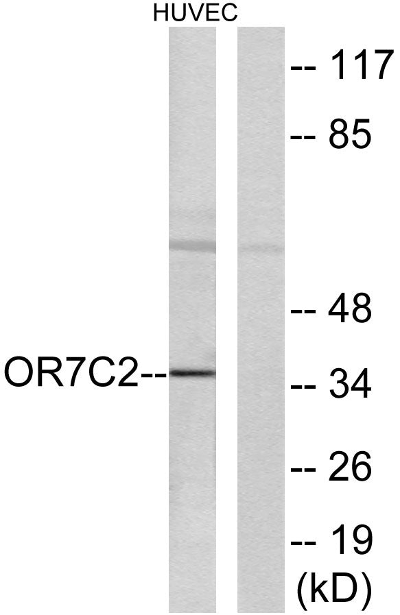 Olfactory receptor 7C2 Rabbit Polyclonal Antibody