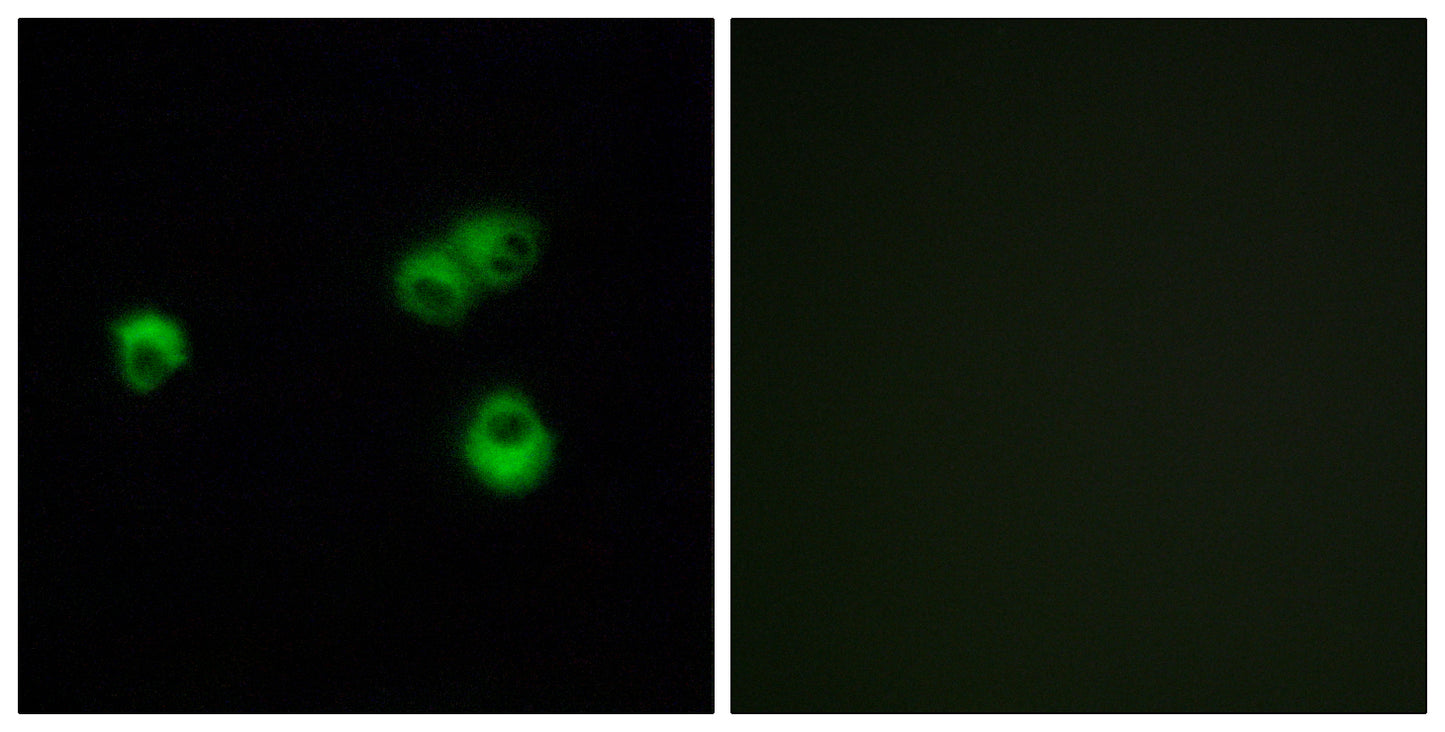 Olfactory receptor 7E5P Rabbit Polyclonal Antibody