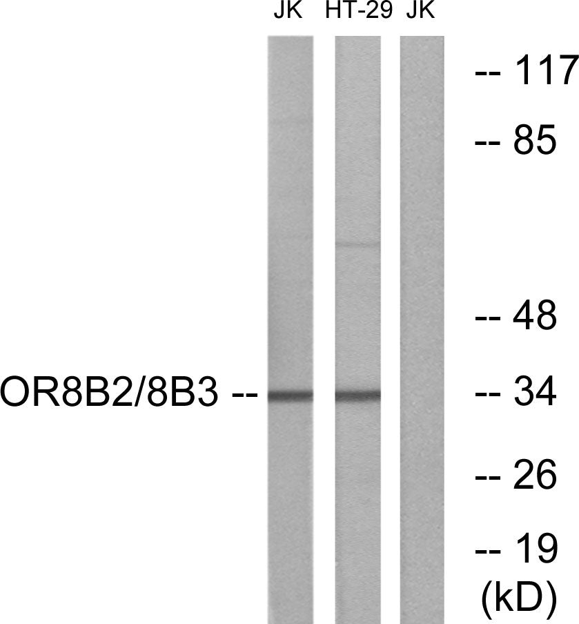 Olfactory receptor 8B2/3 Rabbit Polyclonal Antibody