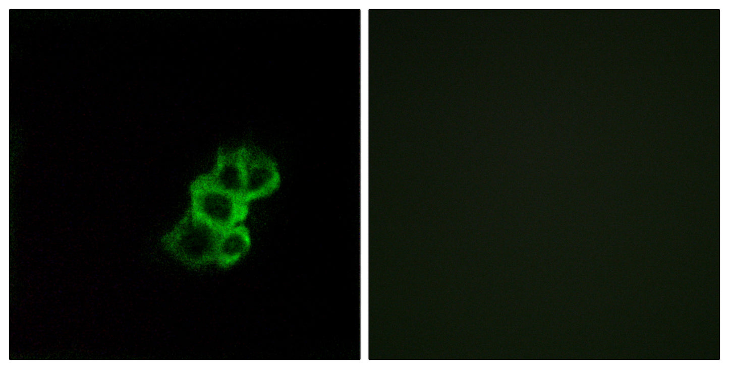 Olfactory receptor 8B4 Rabbit Polyclonal Antibody