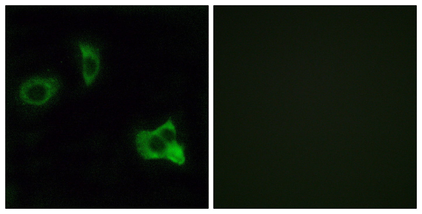 Olfactory receptor 8D1 Rabbit Polyclonal Antibody