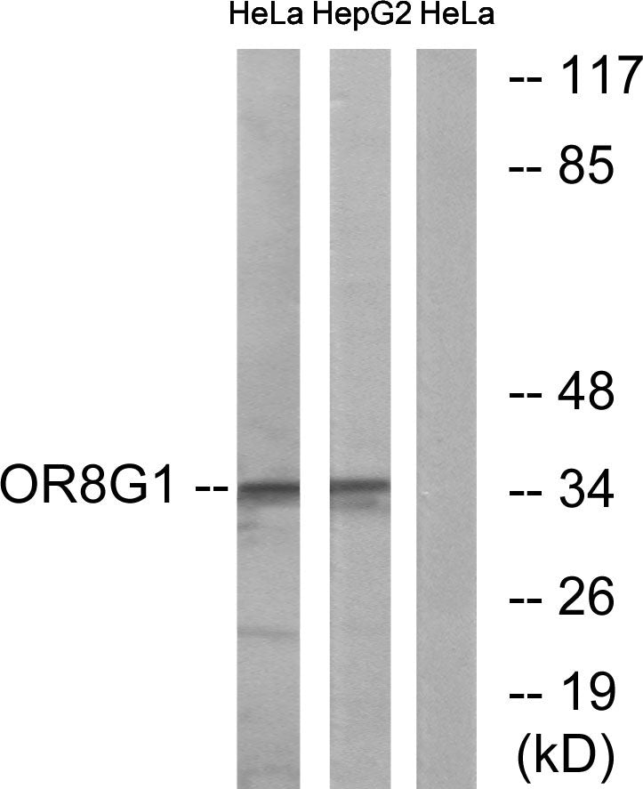Olfactory receptor 8G1 Rabbit Polyclonal Antibody