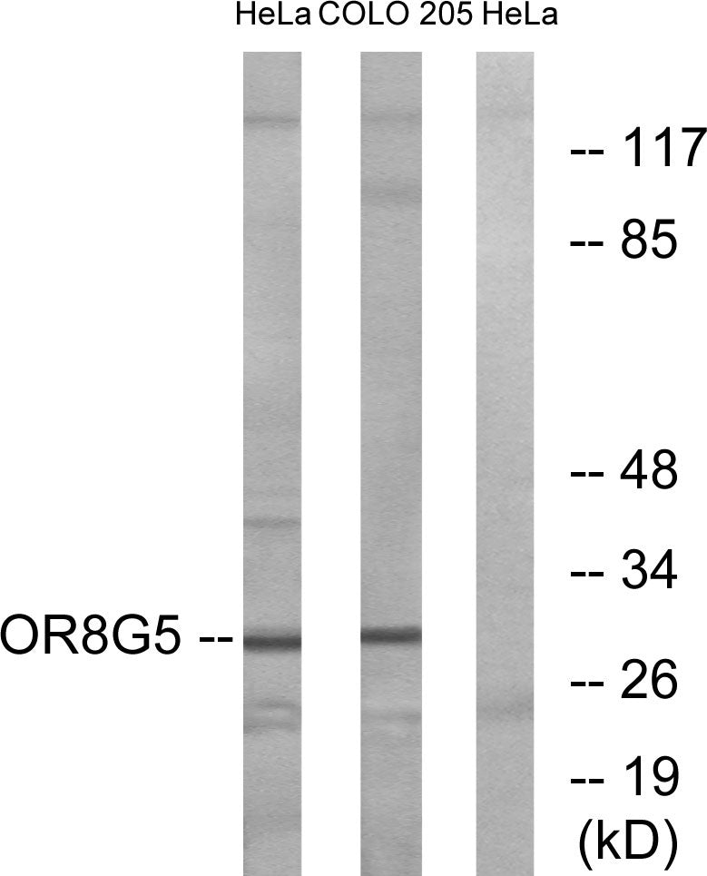 Olfactory receptor 8G5 Rabbit Polyclonal Antibody