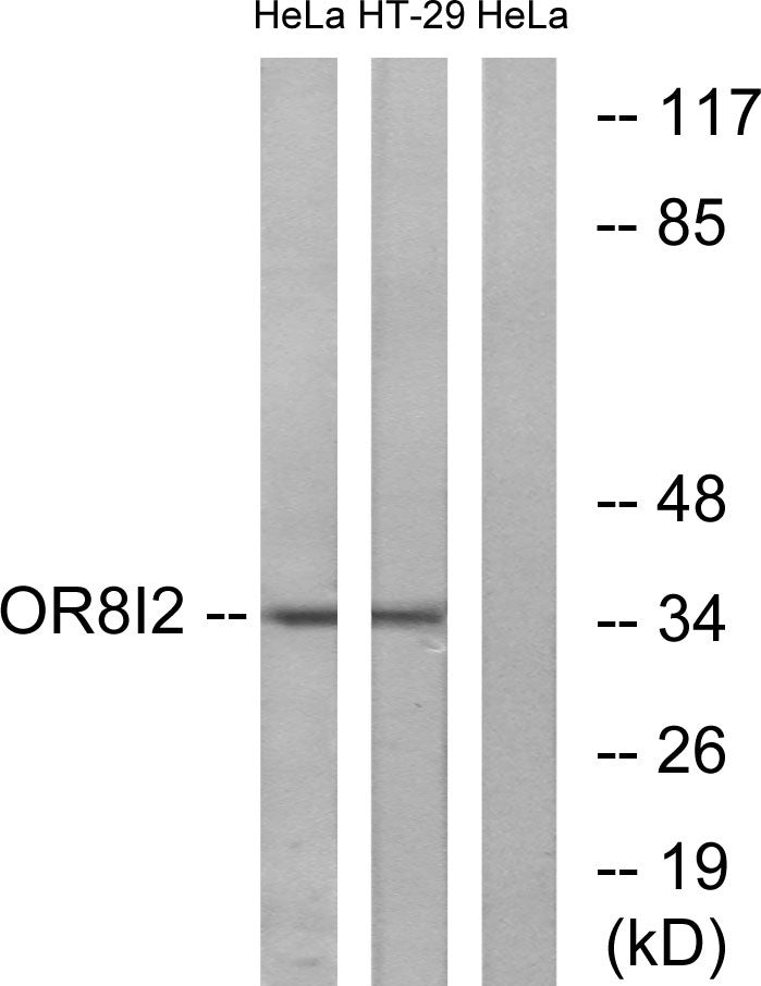 Olfactory receptor 8I2 Rabbit Polyclonal Antibody