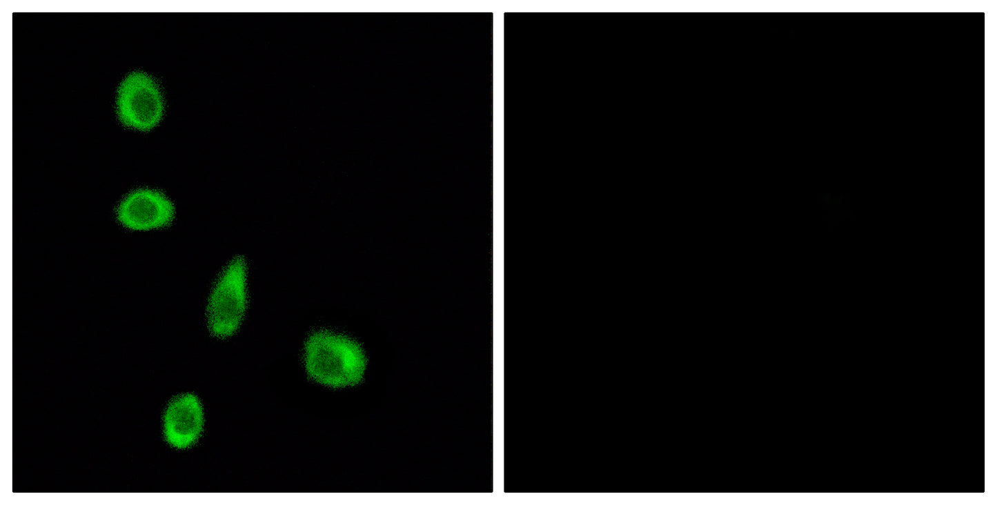 Olfactory receptor 8J1 Rabbit Polyclonal Antibody