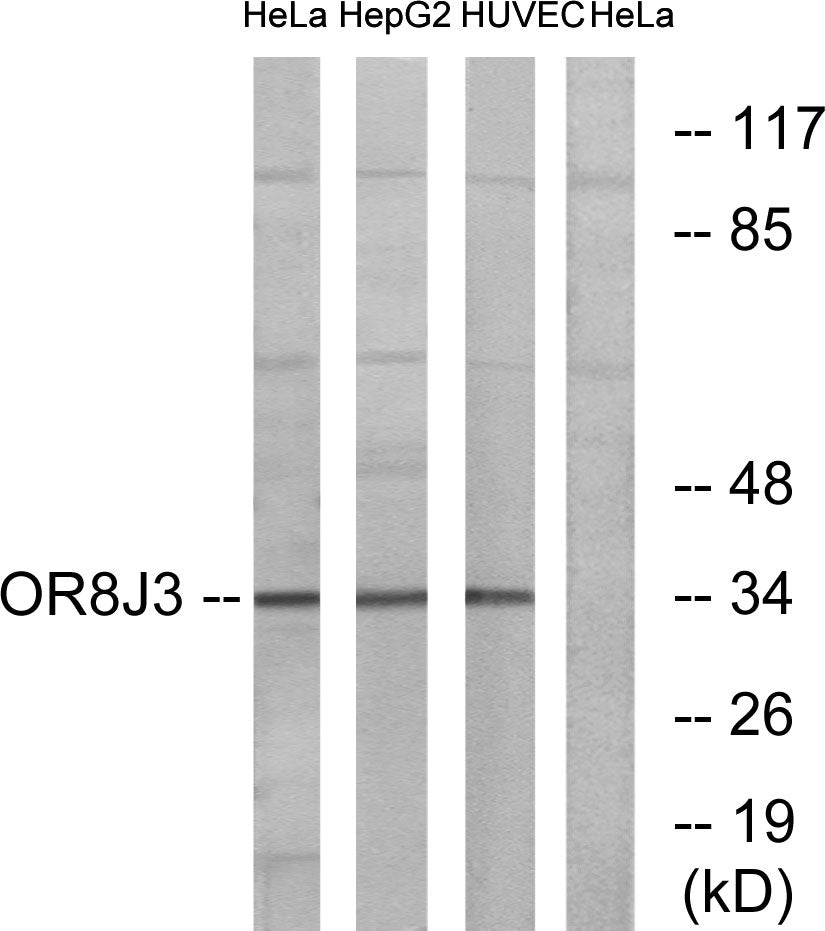 Olfactory receptor 8J3 Rabbit Polyclonal Antibody