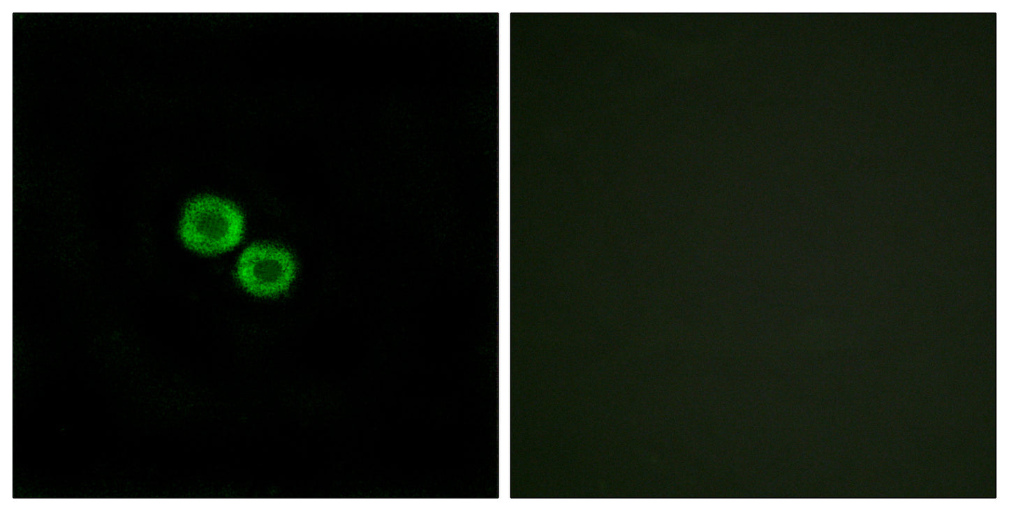 Olfactory receptor 8K3 Rabbit Polyclonal Antibody