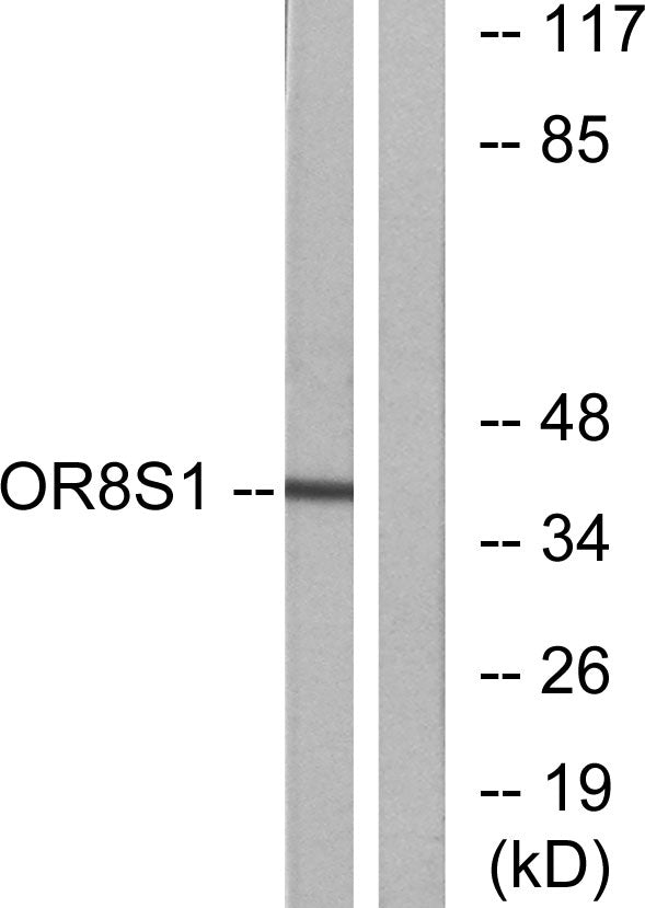 Olfactory receptor 8S1 Rabbit Polyclonal Antibody
