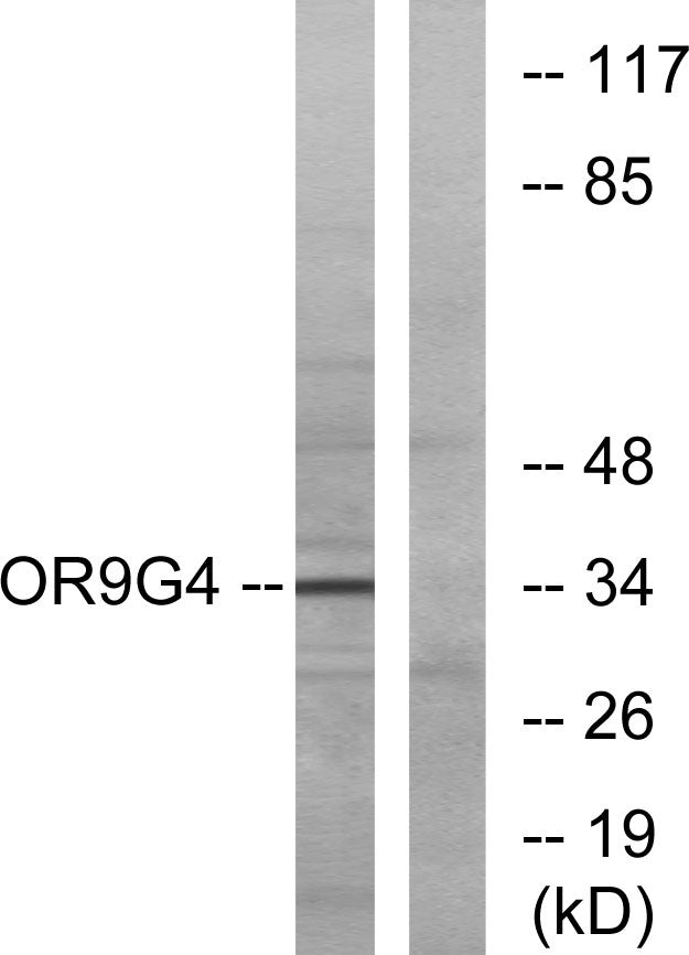Olfactory receptor 9G4 Rabbit Polyclonal Antibody