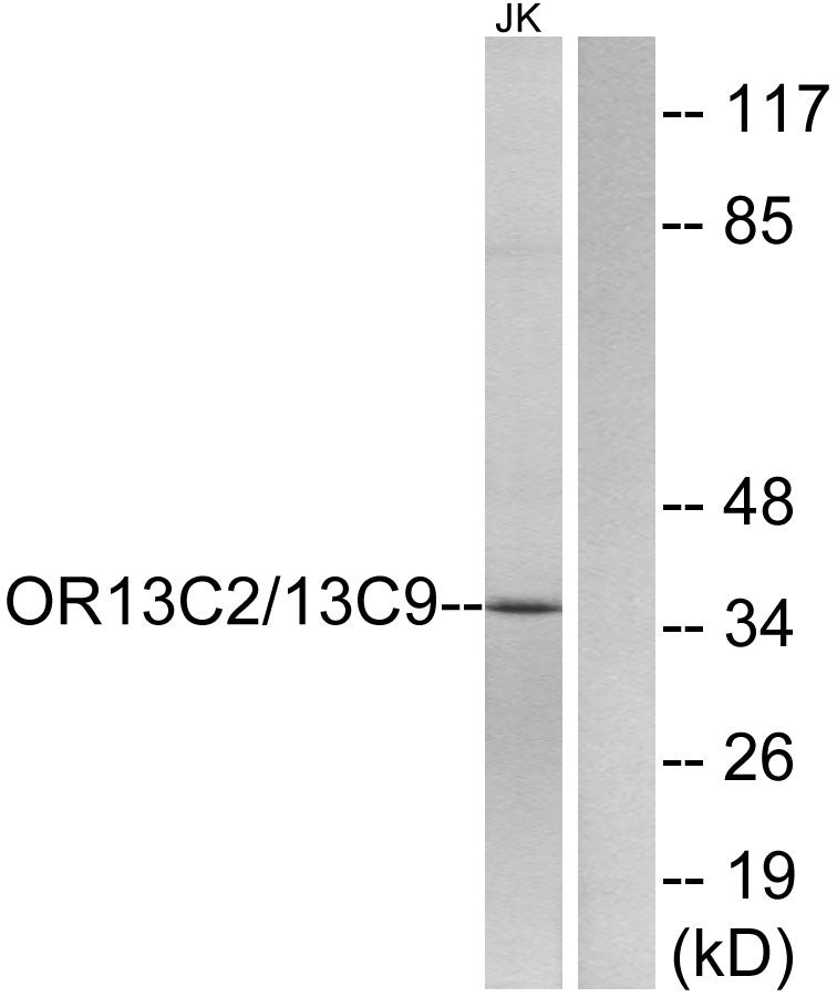 Olfactory receptor O13C2/9 Rabbit Polyclonal Antibody