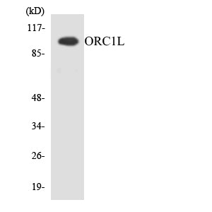 ORC1 Rabbit Polyclonal Antibody