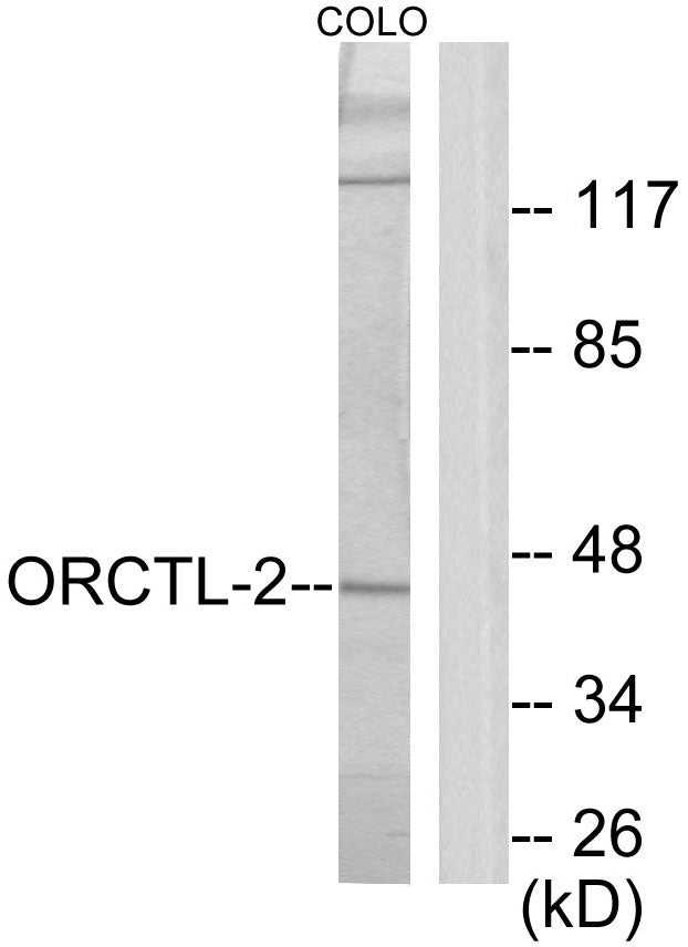 ORCTL2 Rabbit Polyclonal Antibody