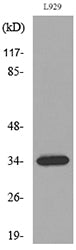 Osteoglycin Rabbit Polyclonal Antibody