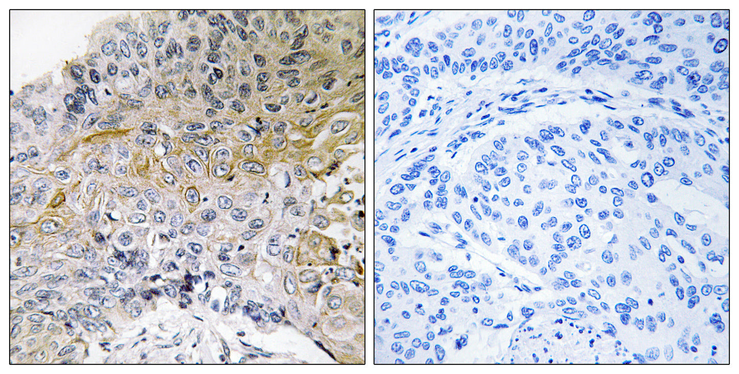 p130 Cas Rabbit Polyclonal Antibody