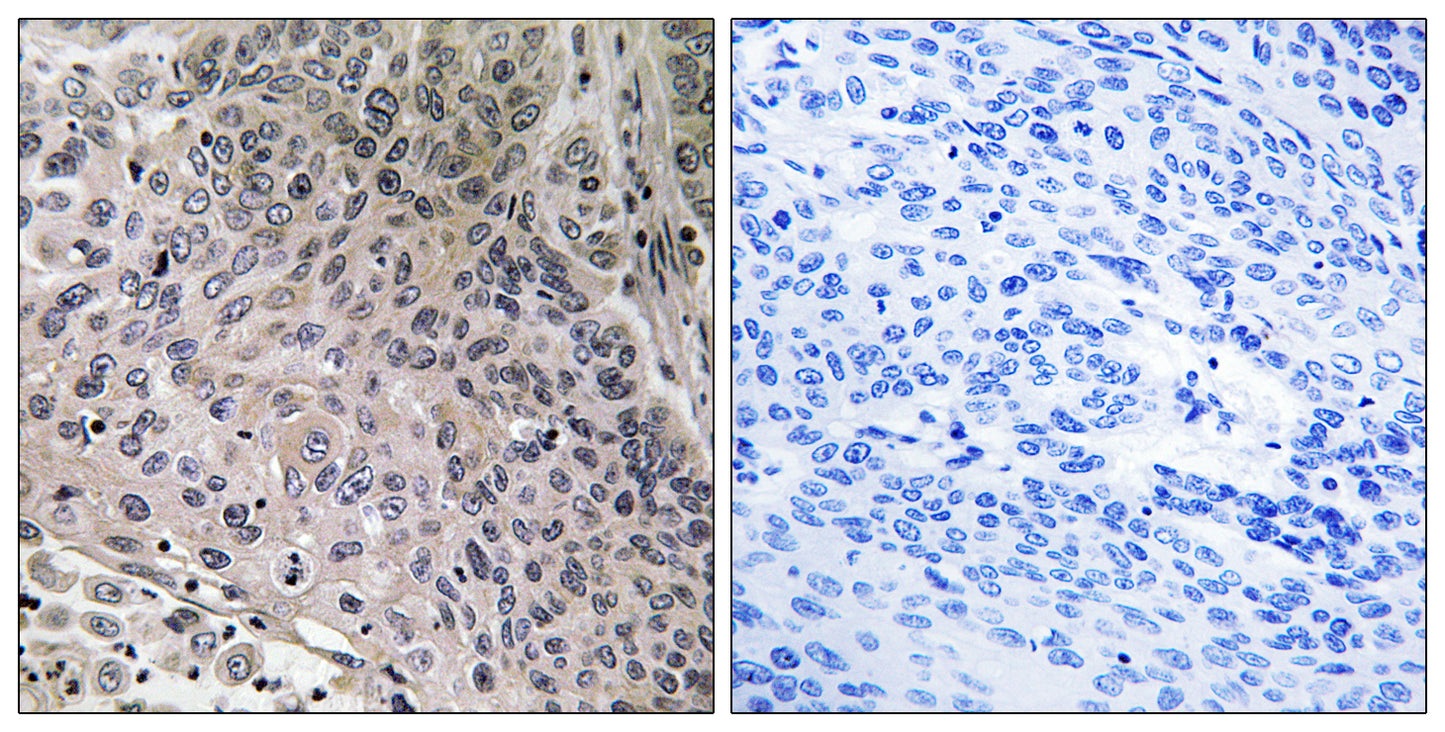 p23 Rabbit Polyclonal Antibody