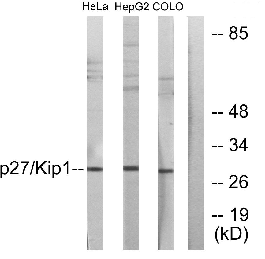 p27 Rabbit Polyclonal Antibody