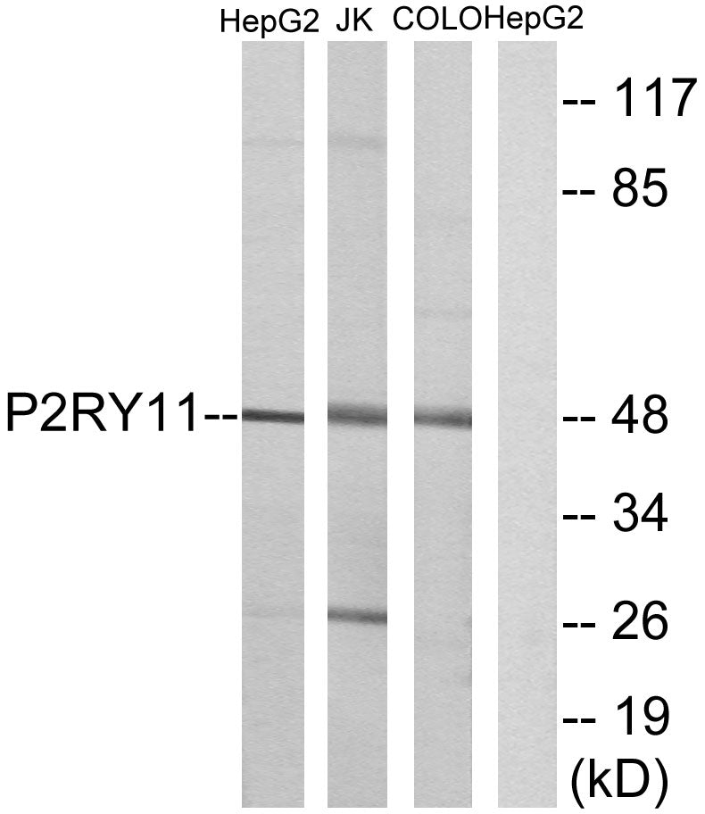 P2Y11 Rabbit Polyclonal Antibody