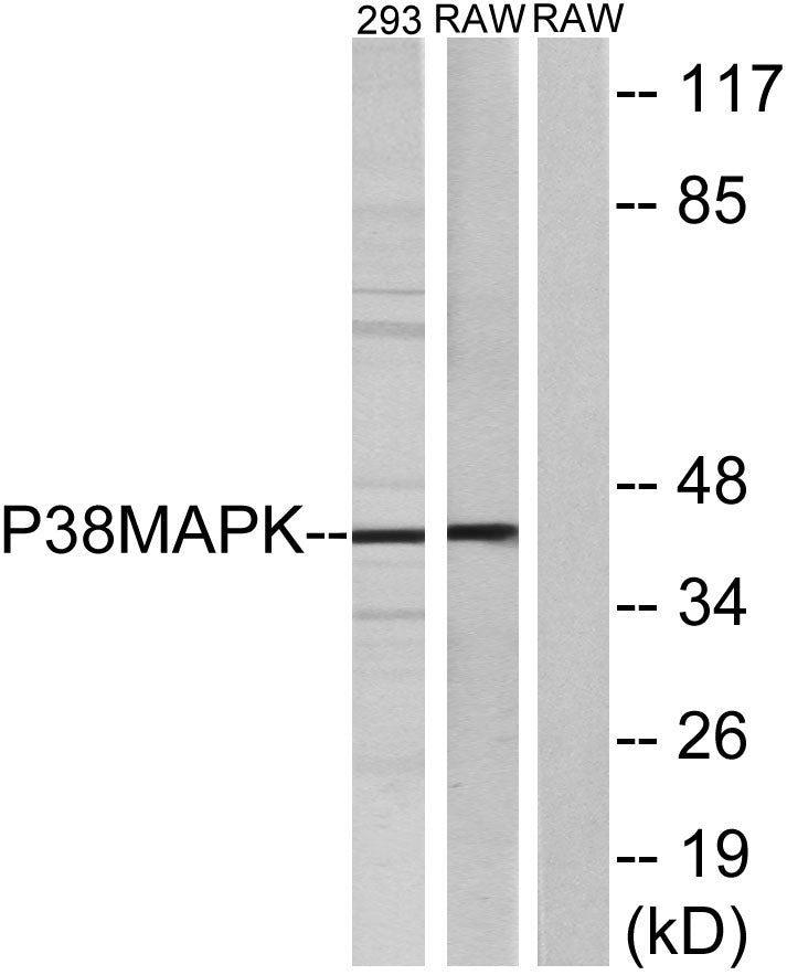 p38 Rabbit Polyclonal Antibody