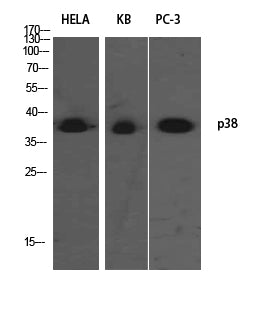 p38 Rabbit Polyclonal Antibody