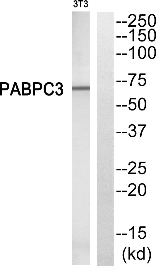 PABP3 Rabbit Polyclonal Antibody
