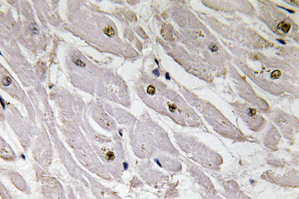 Pax-1 Rabbit Polyclonal Antibody