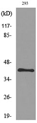 Pax-5 Rabbit Polyclonal Antibody
