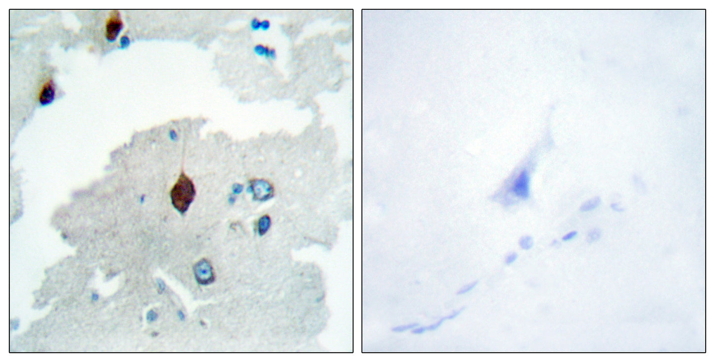 PBF Rabbit Polyclonal Antibody