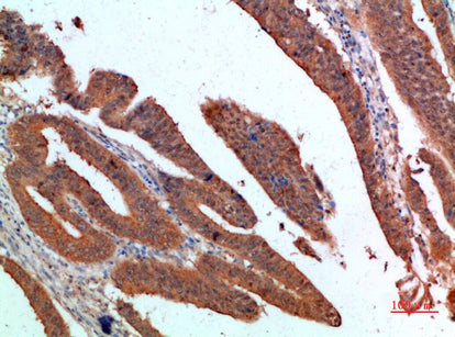 PDGF-C Rabbit Polyclonal Antibody