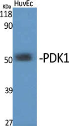 PDK1 Rabbit Polyclonal Antibody