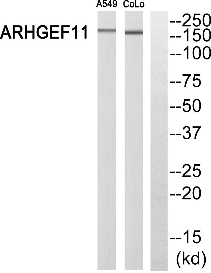 PDZ-RhoGEF Rabbit Polyclonal Antibody