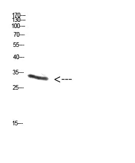 PENK Rabbit Polyclonal Antibody