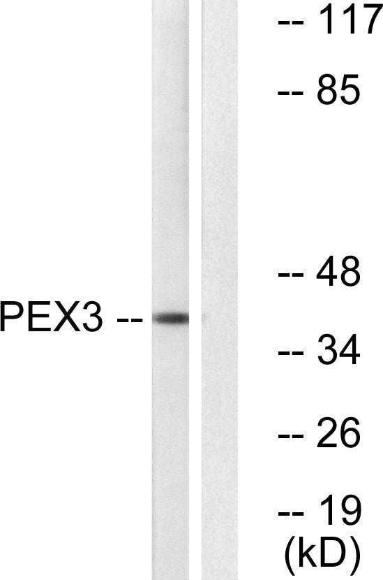 Peroxin 3 Rabbit Polyclonal Antibody