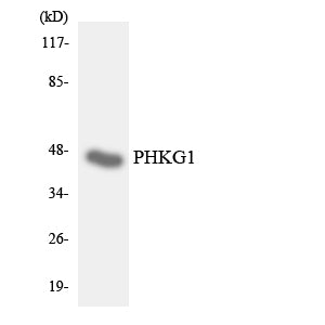 PHKG1 Rabbit Polyclonal Antibody