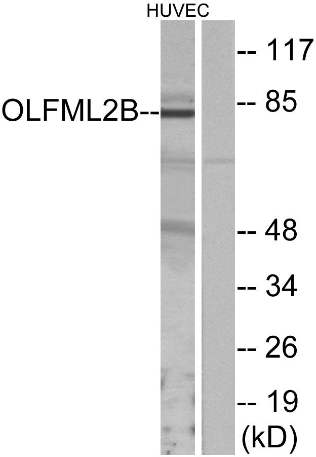 Photomedin-2 Rabbit Polyclonal Antibody