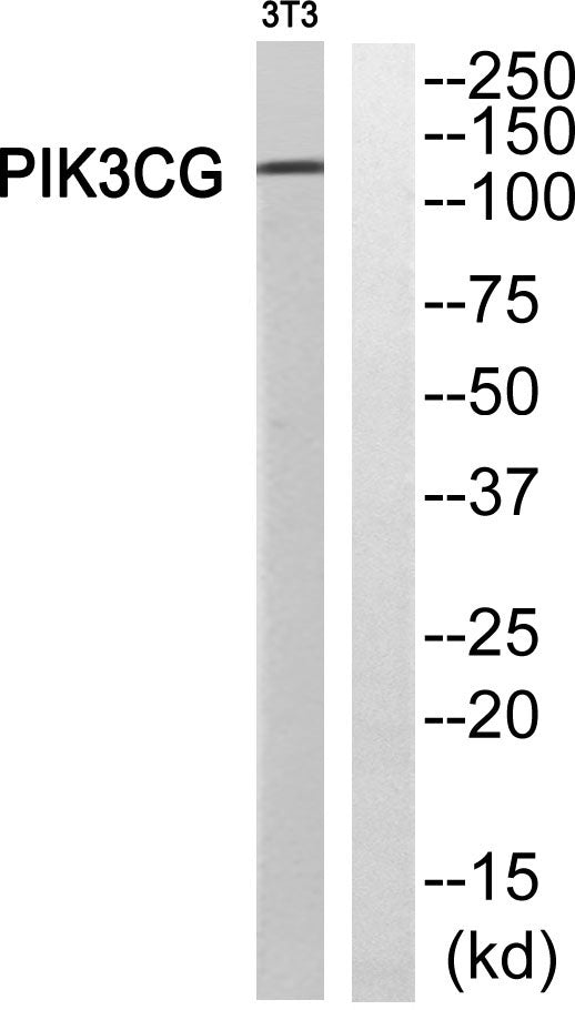 PI 3-Kinase p110γ Rabbit Polyclonal Antibody