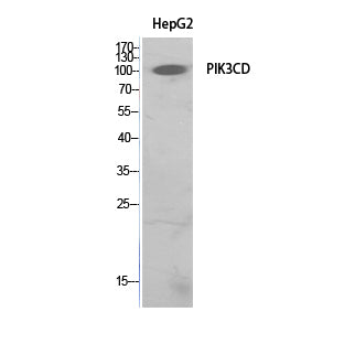 PI 3-Kinase p110δ Rabbit Polyclonal Antibody
