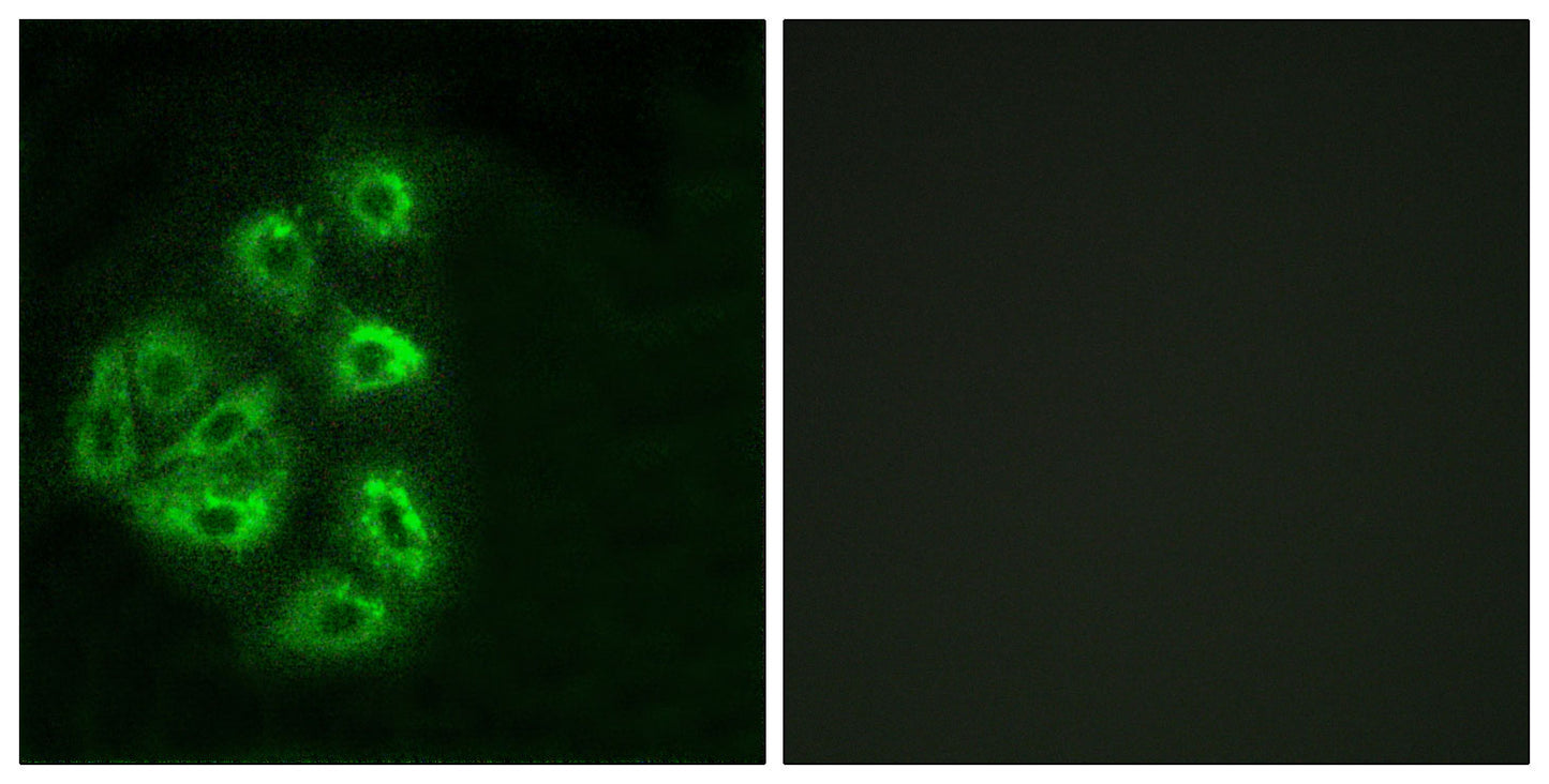 PI 3-kinase p85α/γ Rabbit Polyclonal Antibody